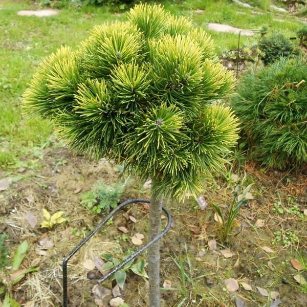 Pinus mugo 'Ophir' S