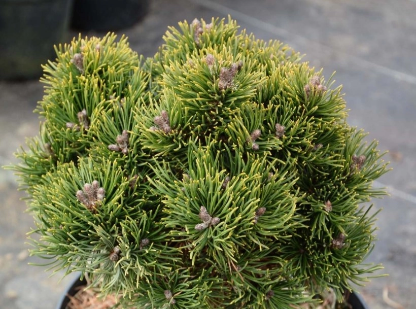 Pinus mugo Picobello S