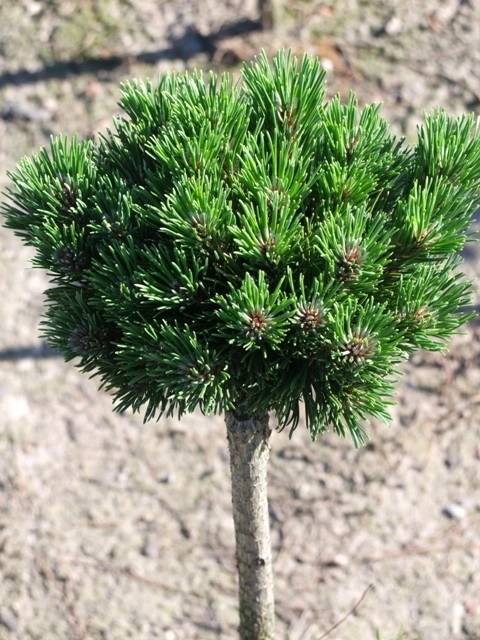 Pinus mugo Frühlingsgold S