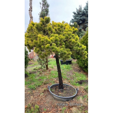  Pinus mugo Winter Gold D