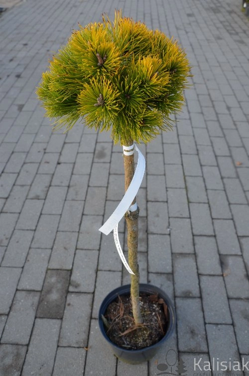  Pinus mugo Winter Gold S