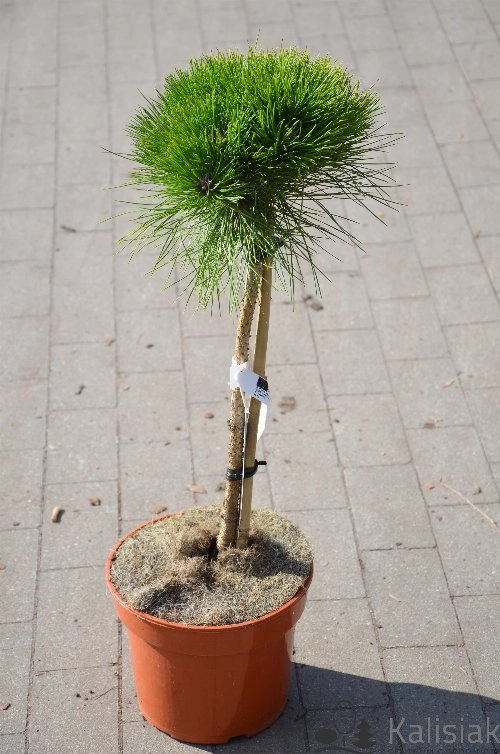 Pinus nigra MarieBregeon