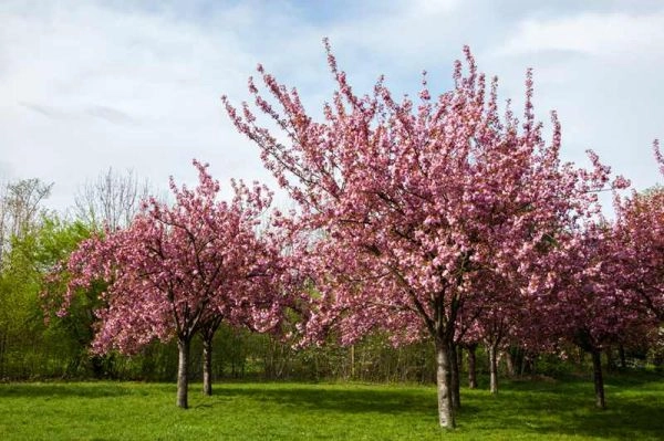 Prunus triloba D