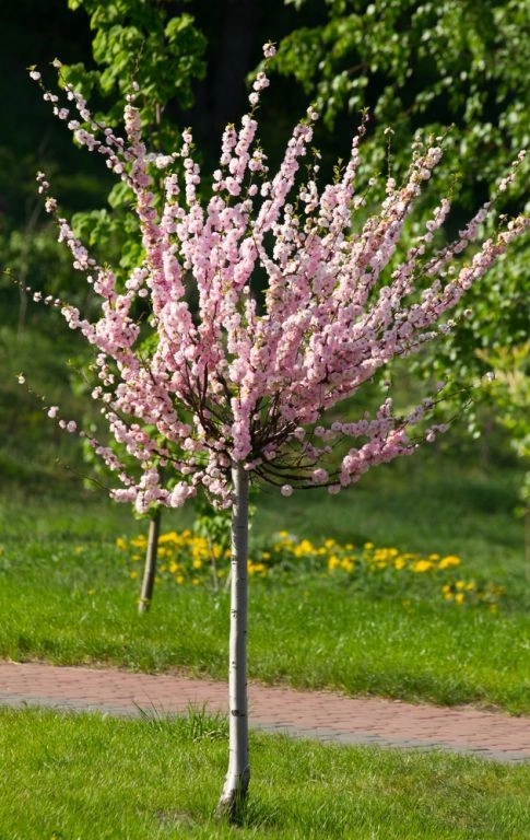 Prunus triloba S