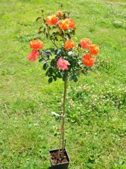 Rosa Herbaciana PHOENIX