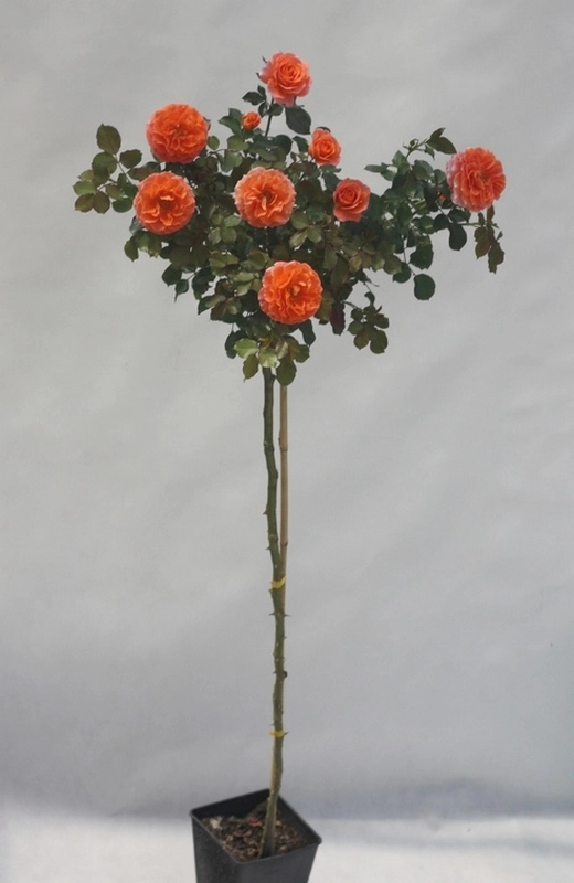 Rosa Herbaciana PHOENIX S