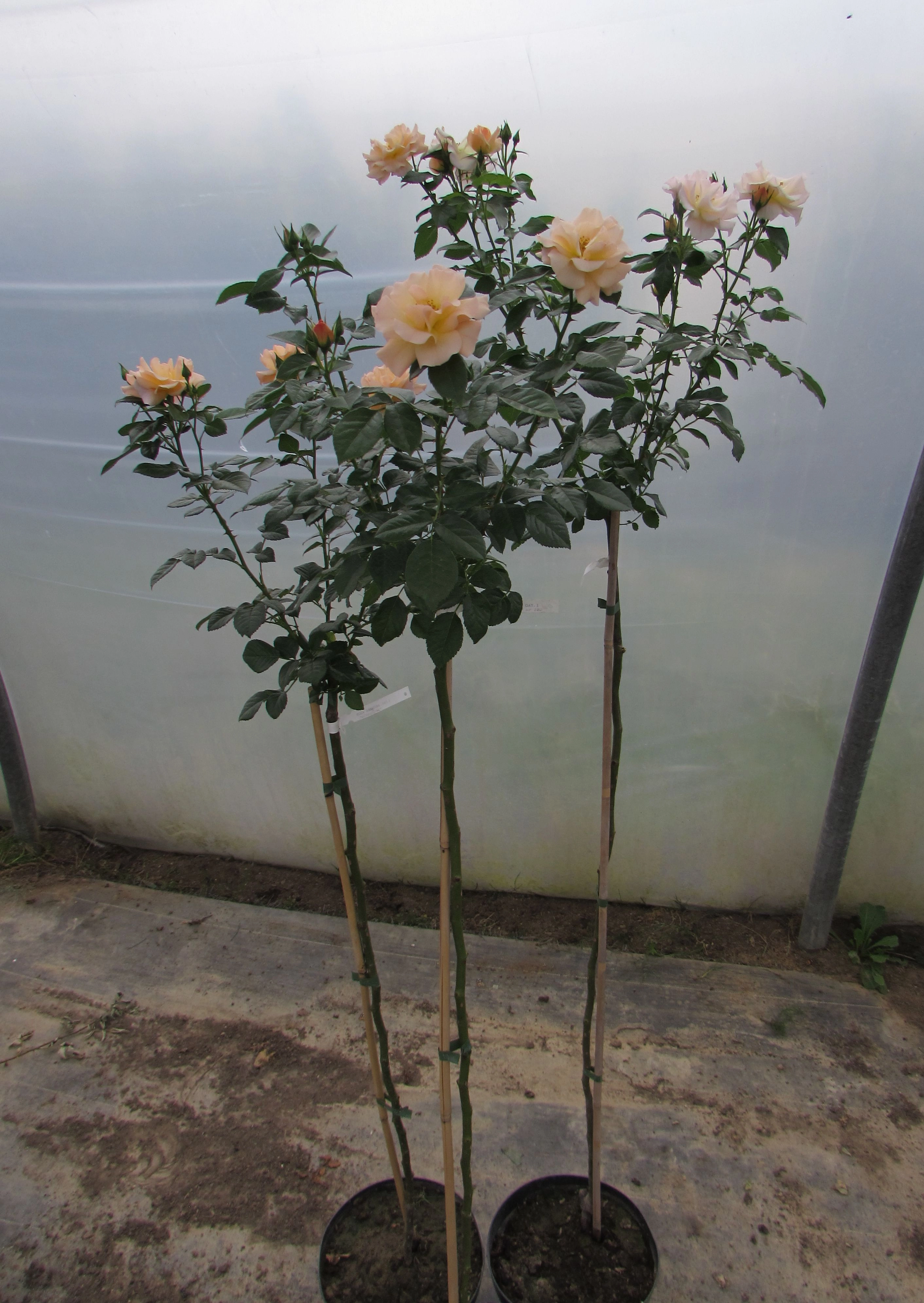 Rosa Herbaciana ALABASTER