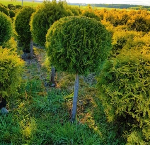 thuja occidentalis Szmaragd