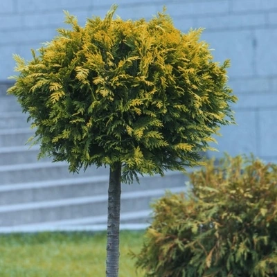 Thuja occidentalis szmaragd janed gold D