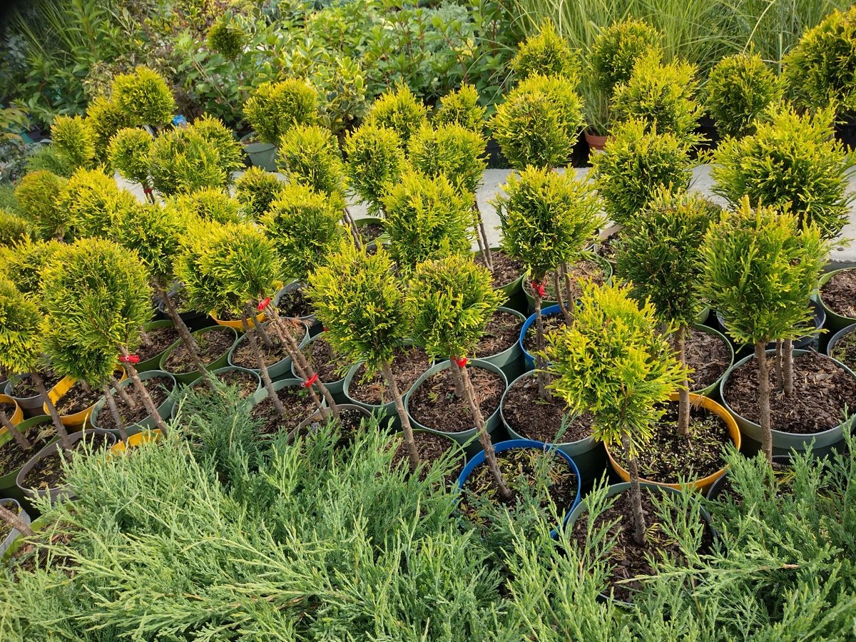 Thuja occidentalis szmaragd janed gold