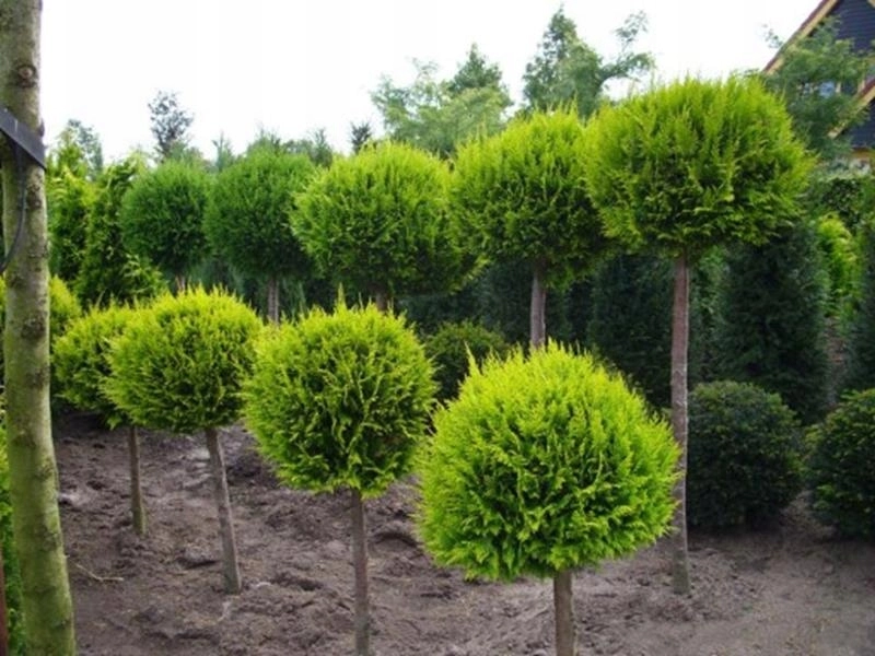 Thuja occidentalis szmaragd janed gold S