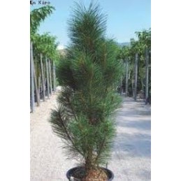 pinus molette średnia